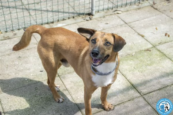 MARIO  UN CANE DA CONQUISTARE CON IL CUORE | Foto 2