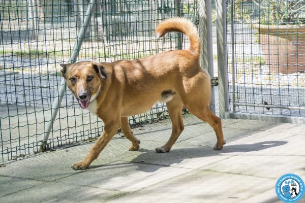 MARIO  UN CANE DA CONQUISTARE CON IL CUORE | Foto 1
