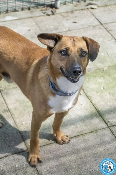 MARIO  UN CANE DA CONQUISTARE CON IL CUORE | Foto 0