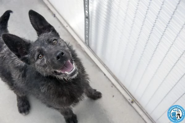 BOSS  UN CUCCIOLO ENERGICO ALLA RICERCA DI AMORE | Foto 3