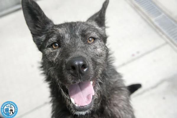 BOSS  UN CUCCIOLO ENERGICO ALLA RICERCA DI AMORE