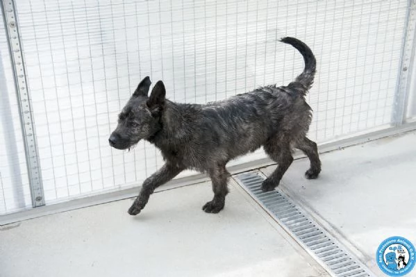 BOSS  UN CUCCIOLO ENERGICO ALLA RICERCA DI AMORE | Foto 2
