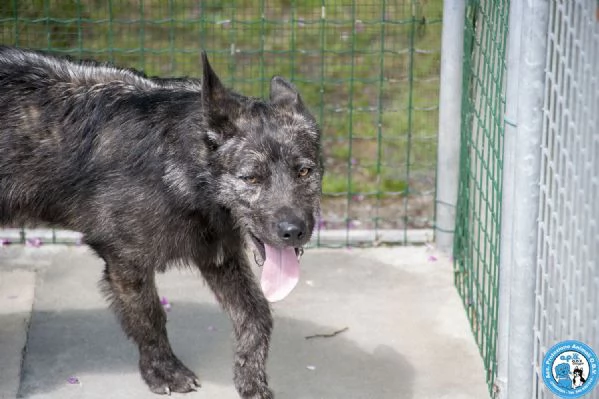 BOSS  UN CUCCIOLO ENERGICO ALLA RICERCA DI AMORE | Foto 1