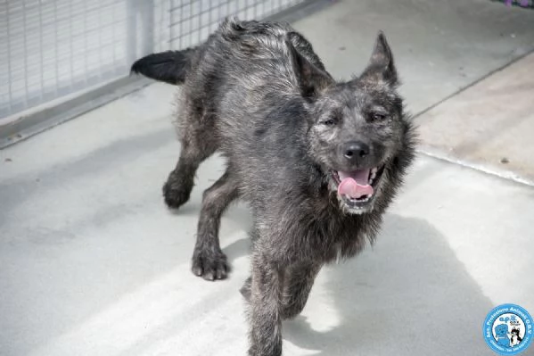 BOSS  UN CUCCIOLO ENERGICO ALLA RICERCA DI AMORE | Foto 0