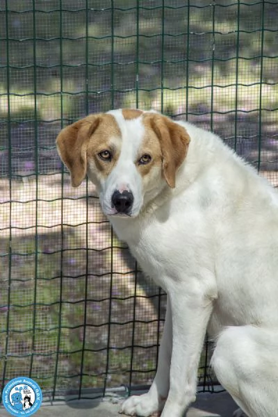 Bayron un cuore ferito che cerca solo tempo amore e fiducia | Foto 4