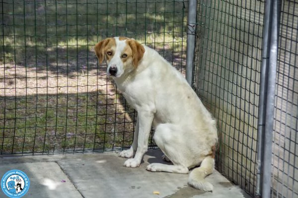 Bayron un cuore ferito che cerca solo tempo amore e fiducia | Foto 1