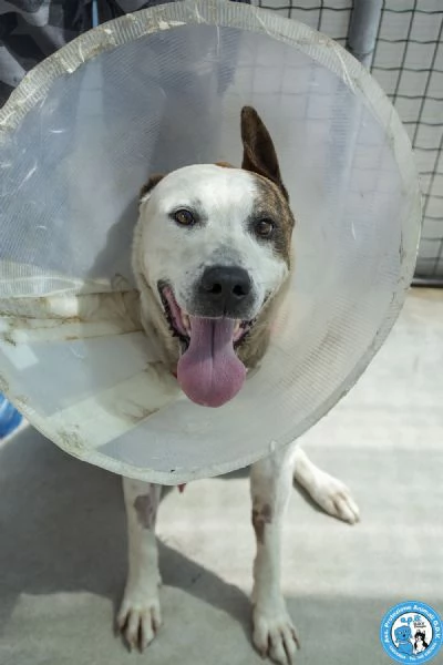 Tobia  Quando la casa sparisce resta solo il cuore  | Foto 3