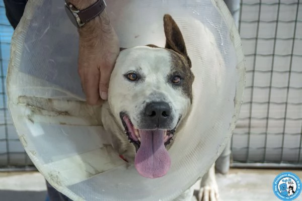 Tobia  Quando la casa sparisce resta solo il cuore  | Foto 2