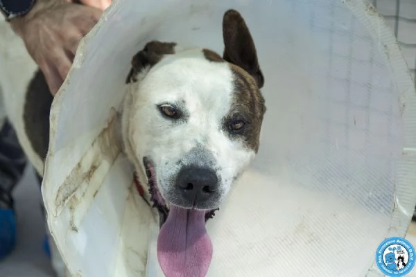Tobia  Quando la casa sparisce resta solo il cuore  | Foto 1