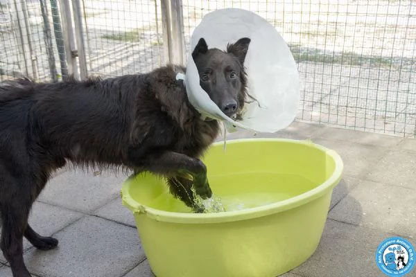 BAKY UN CUCCIOLO DI ENERGIA IN CERCA DI FUTURO | Foto 1