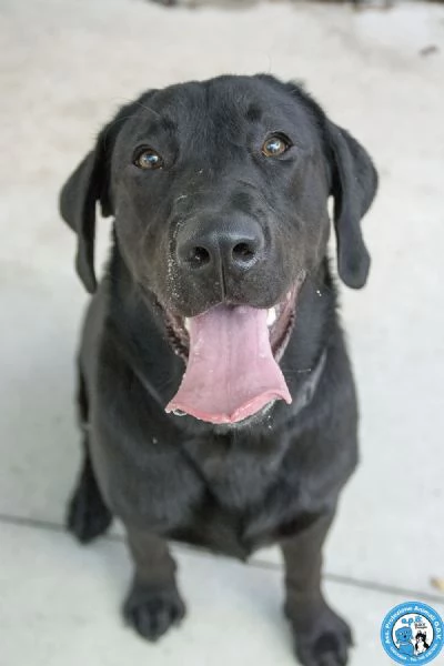 NERONE DOLCEZZA IN FORMATO XL