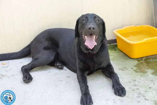 NERONE DOLCEZZA IN FORMATO XL | Foto 5