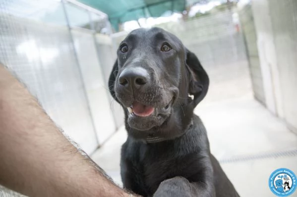 NERONE DOLCEZZA IN FORMATO XL | Foto 4
