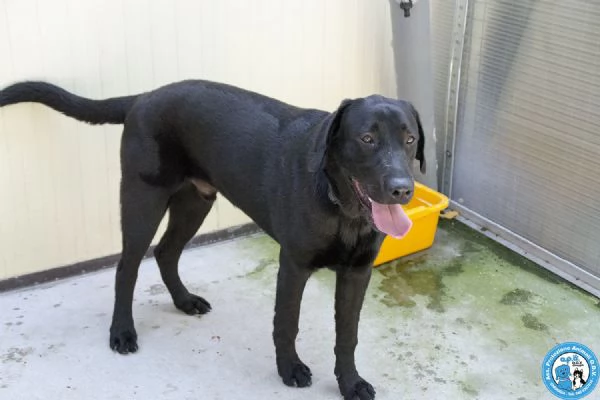 NERONE DOLCEZZA IN FORMATO XL | Foto 3