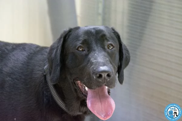 NERONE DOLCEZZA IN FORMATO XL | Foto 1