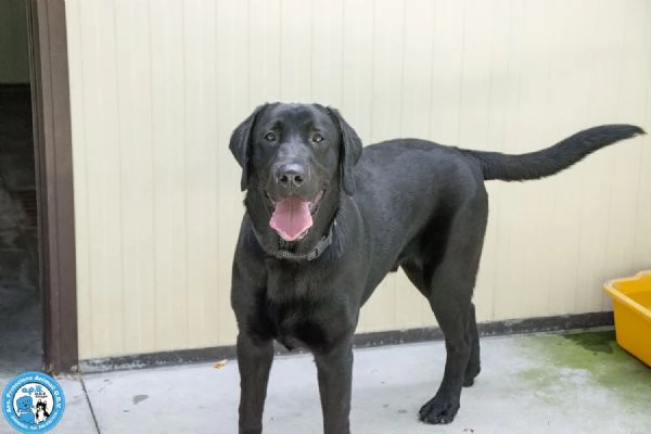 NERONE DOLCEZZA IN FORMATO XL | Foto 0