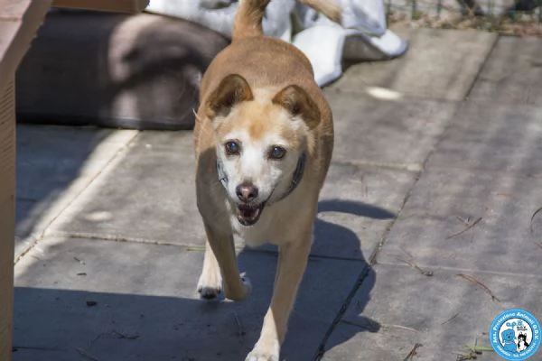 Ringo un piccolo amico dal cuore grande | Foto 2