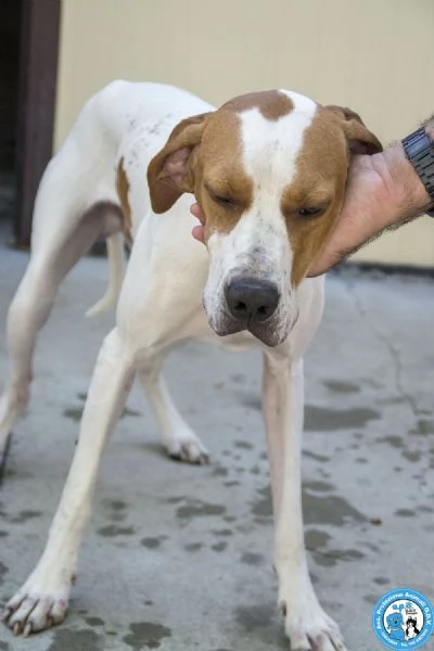 Fulmine pointer nato per amare | Foto 5