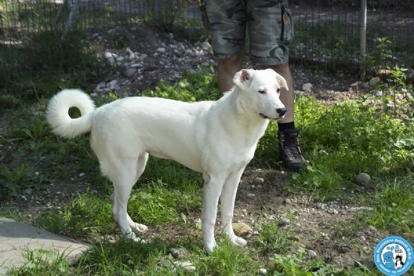 Perla cucciolona esuberante e gioiosa | Foto 2