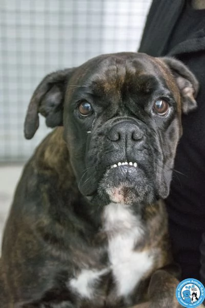 MAYA boxer comprata per fare scena ora cerca solo amore vero | Foto 5