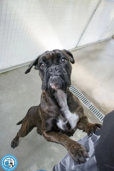 MAYA boxer comprata per fare scena ora cerca solo amore vero | Foto 4