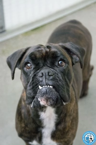 MAYA boxer comprata per fare scena ora cerca solo amore vero