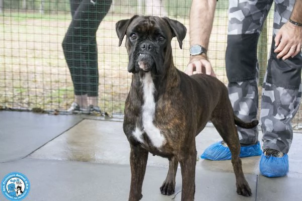 MAYA boxer comprata per fare scena ora cerca solo amore vero | Foto 3