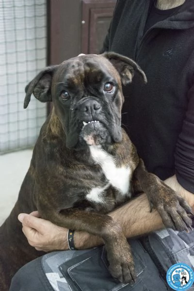 MAYA boxer comprata per fare scena ora cerca solo amore vero | Foto 2