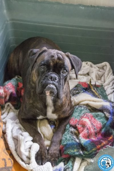 MAYA boxer comprata per fare scena ora cerca solo amore vero | Foto 1