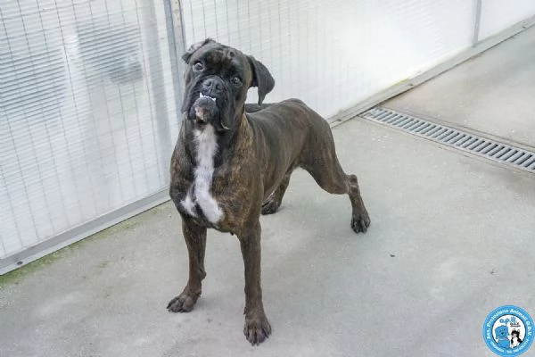 MAYA boxer comprata per fare scena ora cerca solo amore vero | Foto 0