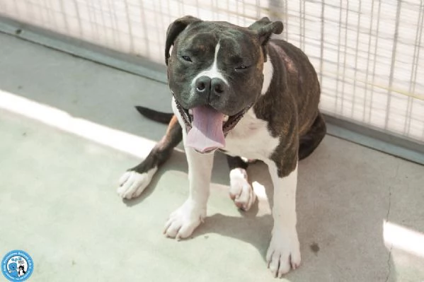CLONY mix amstaff giovane e pieno di vita | Foto 6