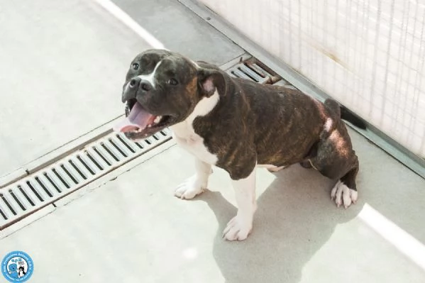 CLONY mix amstaff giovane e pieno di vita | Foto 5