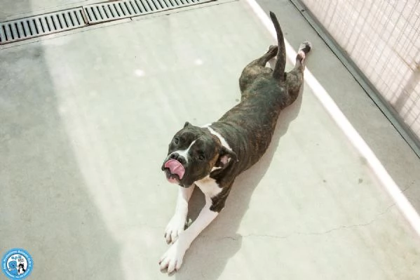CLONY mix amstaff giovane e pieno di vita | Foto 4