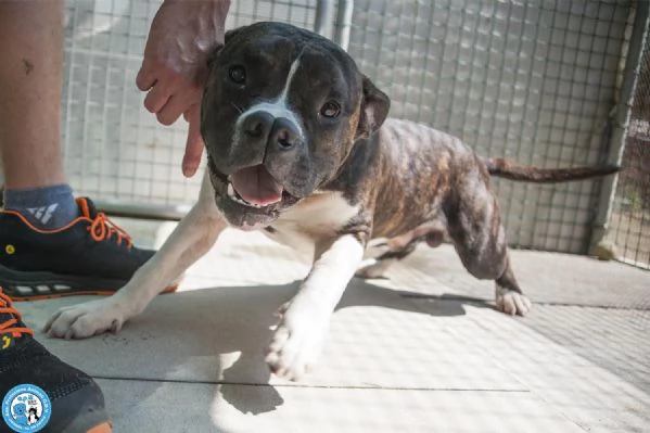 CLONY mix amstaff giovane e pieno di vita | Foto 3