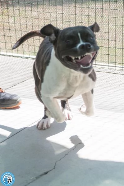CLONY mix amstaff giovane e pieno di vita | Foto 2