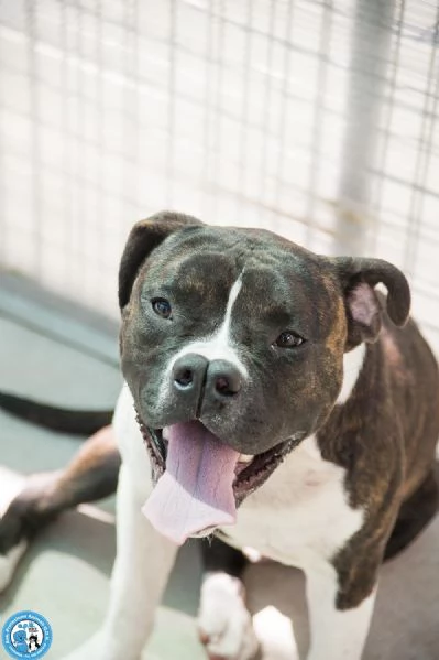 CLONY mix amstaff giovane e pieno di vita | Foto 1