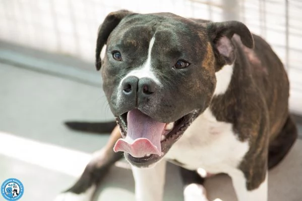 CLONY mix amstaff giovane e pieno di vita