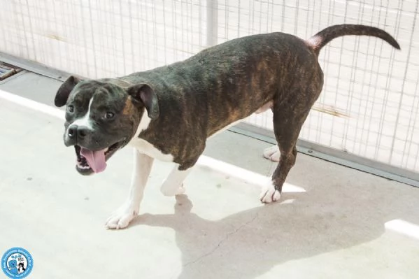 CLONY mix amstaff giovane e pieno di vita | Foto 0