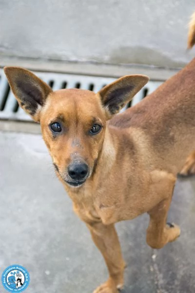 Dea 5 kg di coraggio e simpatia | Foto 3