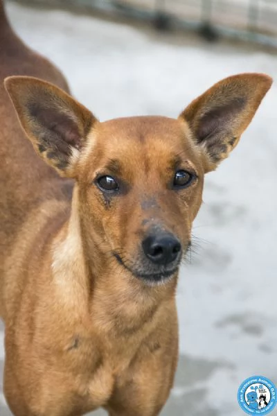 Dea 5 kg di coraggio e simpatia | Foto 2