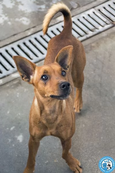 Dea 5 kg di coraggio e simpatia | Foto 1