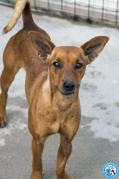 Dea 5 kg di coraggio e simpatia