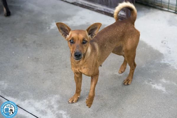 Dea 5 kg di coraggio e simpatia | Foto 0