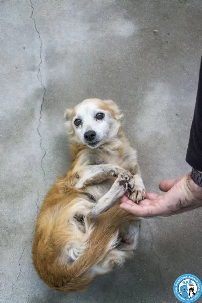 Tessy e Tom cuore a quattro zampe anzi otto | Foto 6