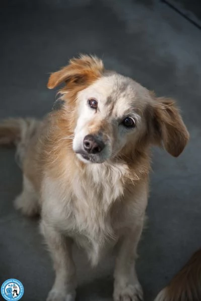 Tessy e Tom cuore a quattro zampe anzi otto | Foto 5