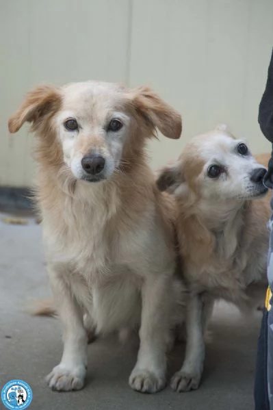 Tessy e Tom cuore a quattro zampe anzi otto | Foto 4