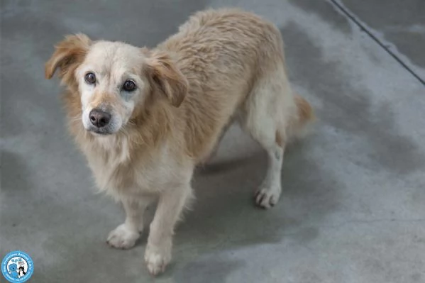 Tessy e Tom cuore a quattro zampe anzi otto | Foto 3