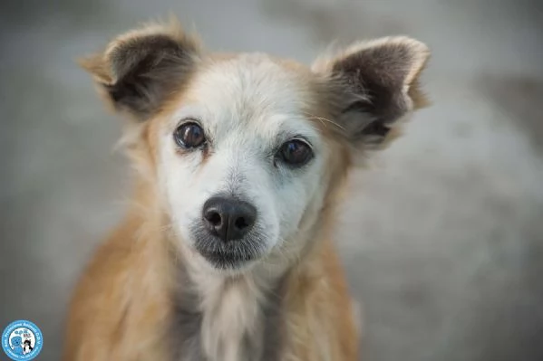 Tessy e Tom cuore a quattro zampe anzi otto | Foto 2
