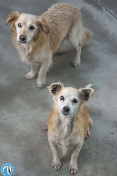 Tessy e Tom cuore a quattro zampe anzi otto