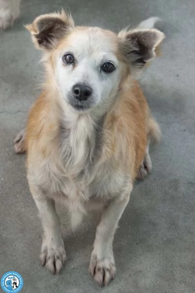 Tessy e Tom cuore a quattro zampe anzi otto | Foto 1